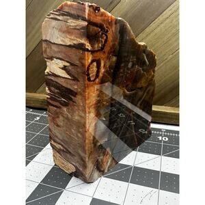 Polished Petrified Wood Slab Display Specimen - 4 lbs 6.2 oz - Stunning Colors